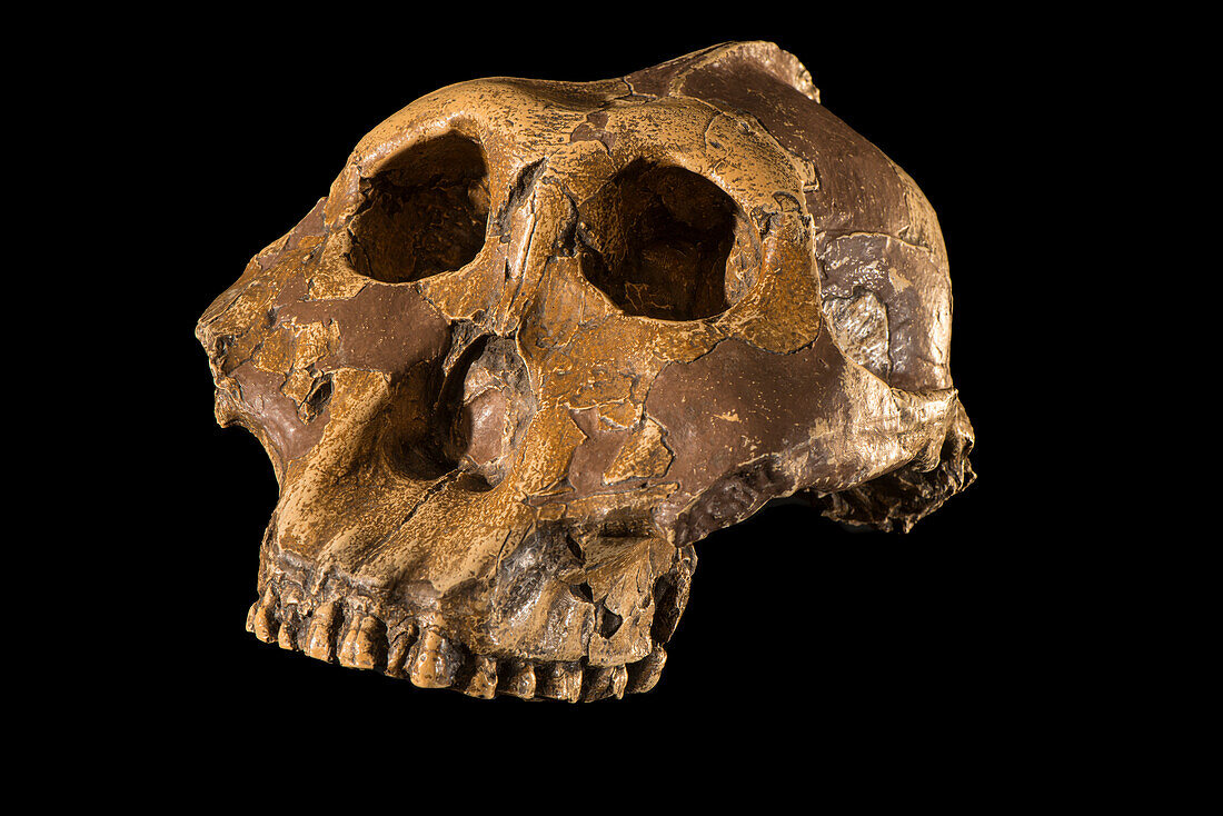 Paranthropus boisei skull