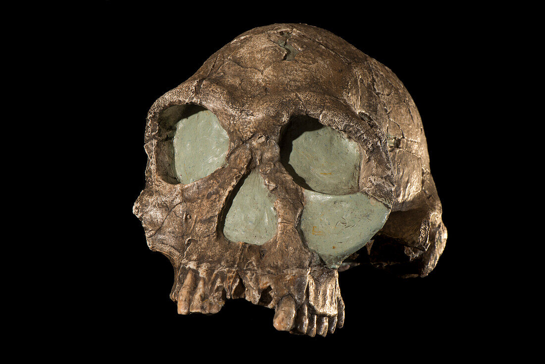 Homo habilis skull