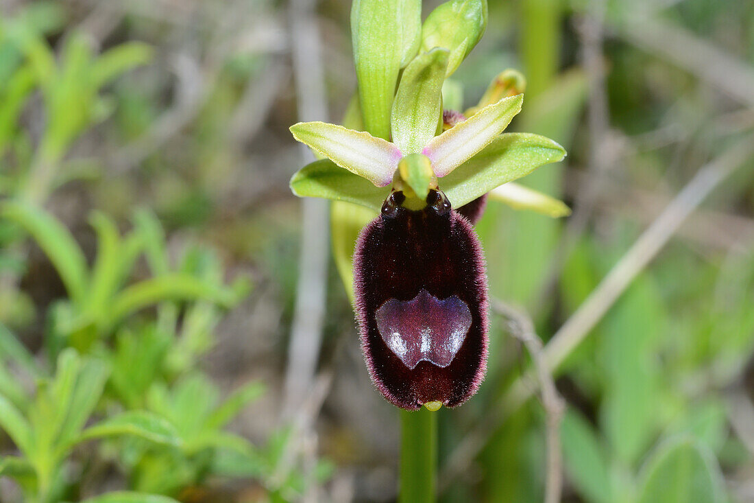 Bertoloni's bee orchid (Ophrys bertolonii)