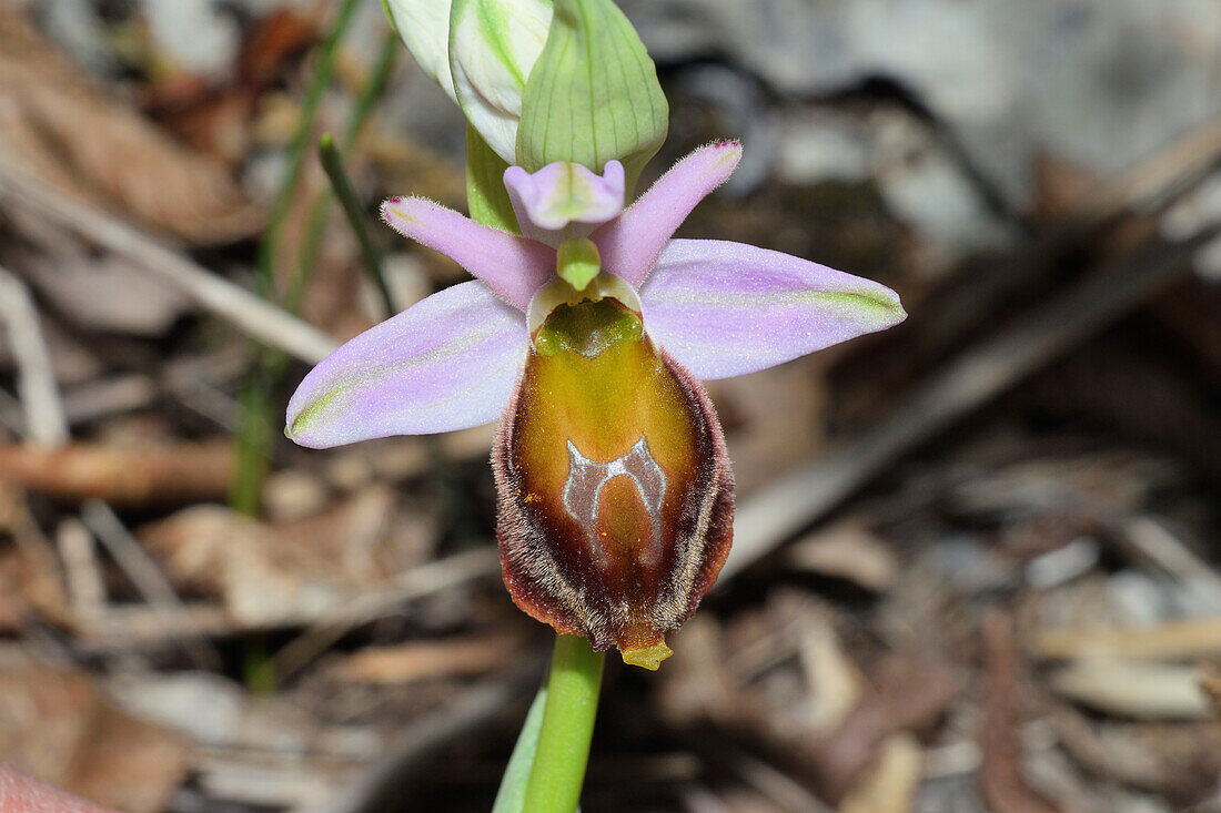 Orchid flower (Ophrys crabronifera)