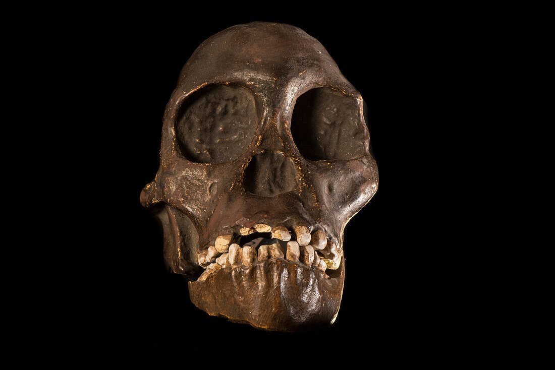 Taung Child (Australopithecus afarensis) skull