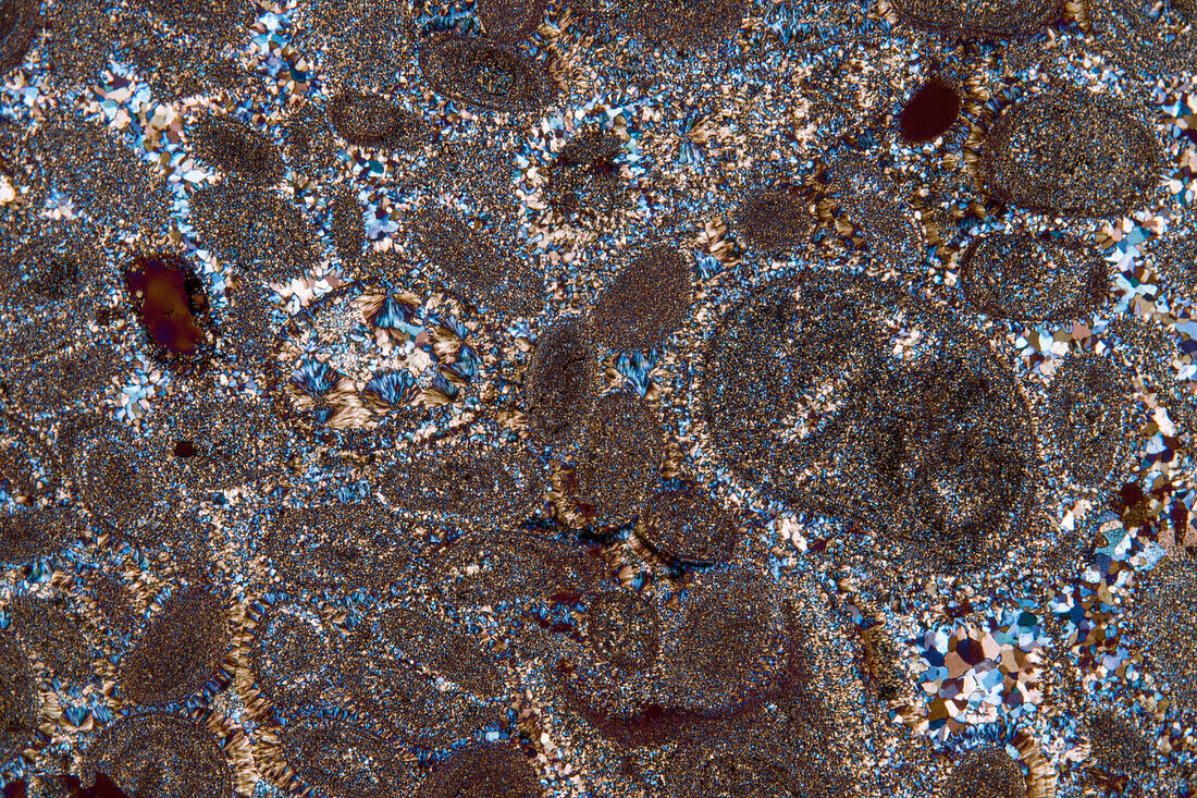 Oolith thin section 30:1