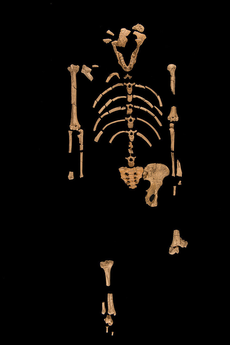 Remains of Australopithecus afarensis