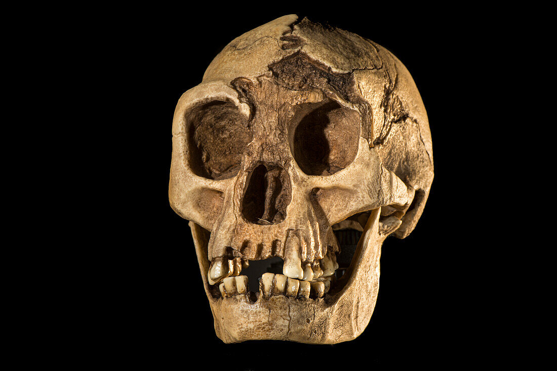 Homo floresiensis skull