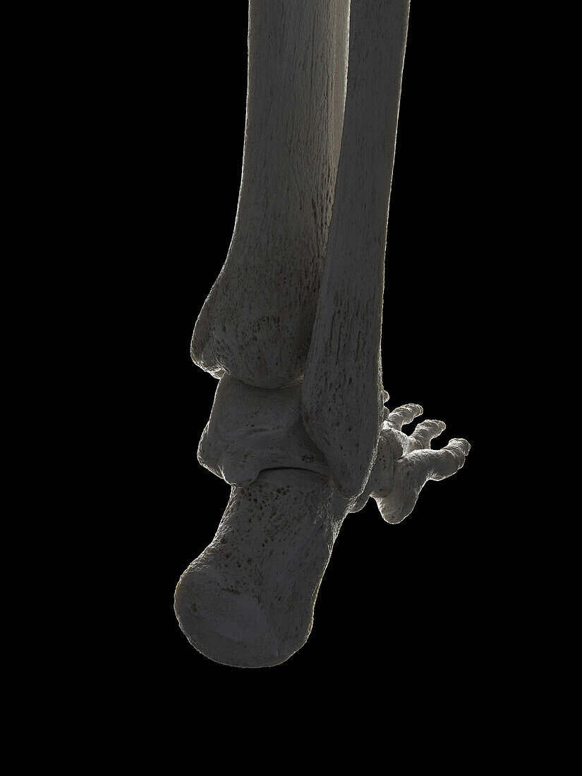Foot bones, illustration