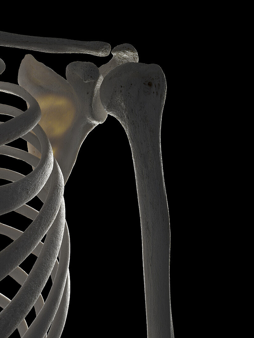 Shoulder bones, illustration