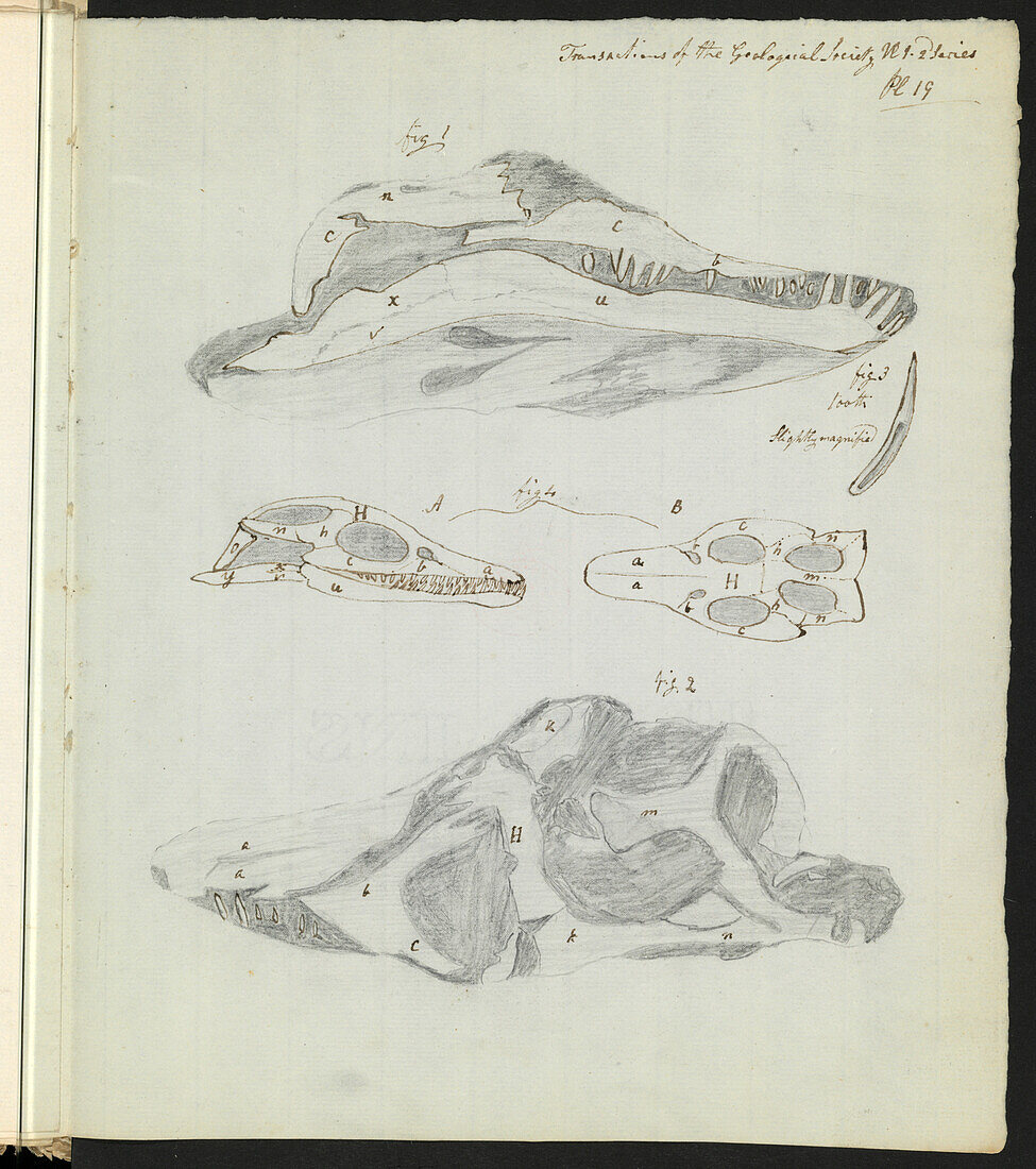 Mary Anning's sketches of skull