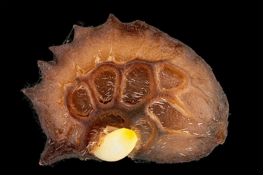 Germinating sainfoin (Onobrychis viciifolia) seed