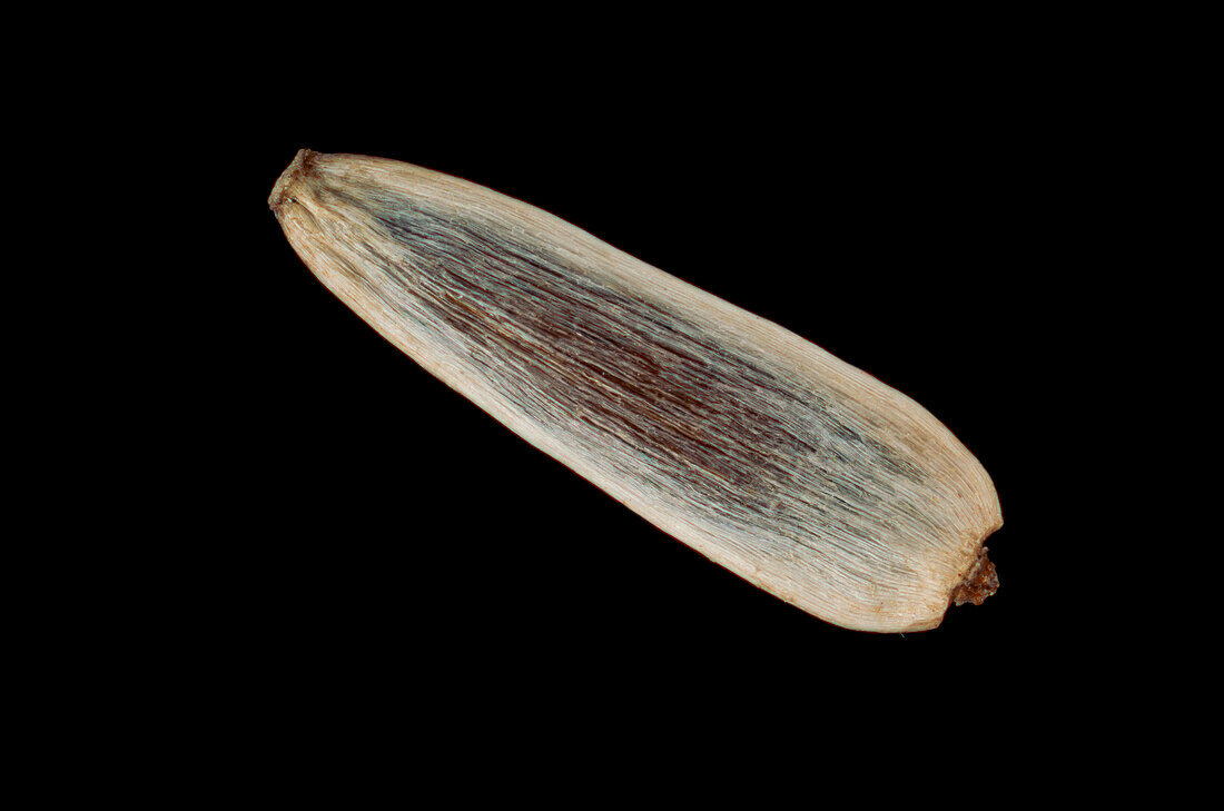 Common yarrow (Achillea millefolium) seed