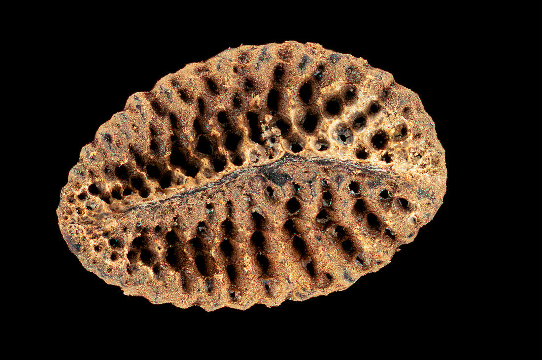 Fiddleneck (Phacelia tanacetifolia) seed