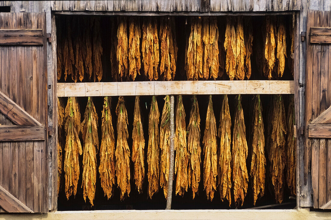 French brown tobacco (Nicotiana tabacum) air curing