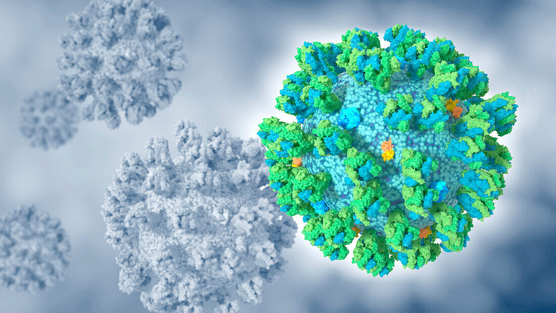 Human coronavirus, illustration