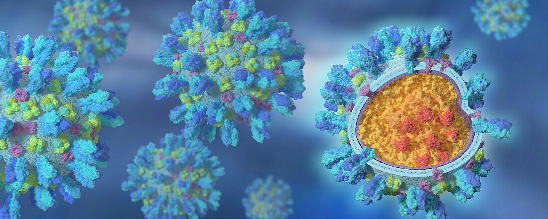 Influenza virus, illustration
