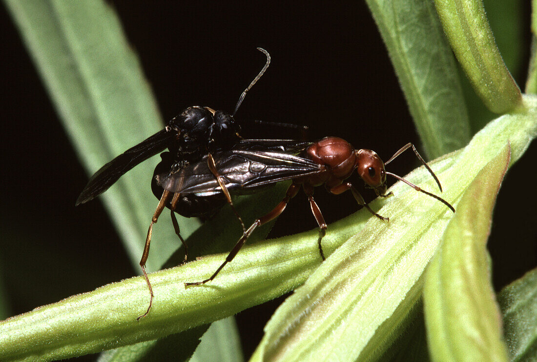 Red ants mating