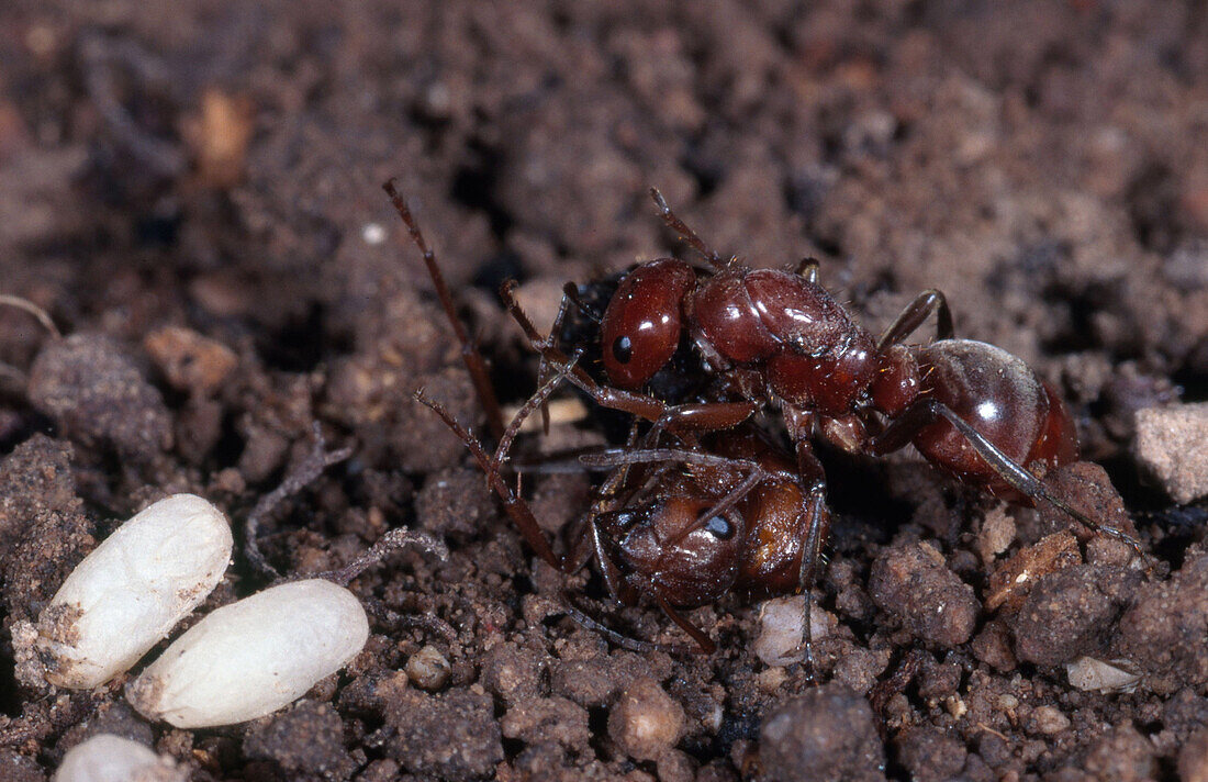 Ant queens fighting