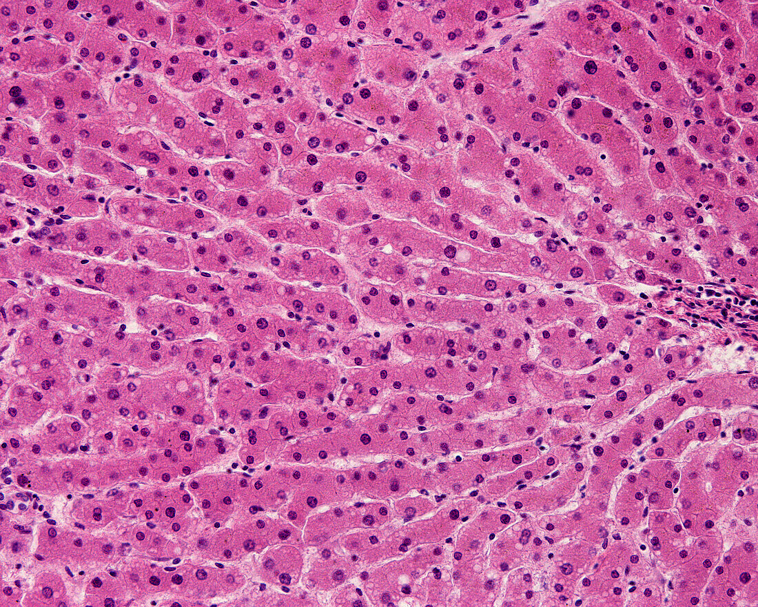 Human liver, light micrograph