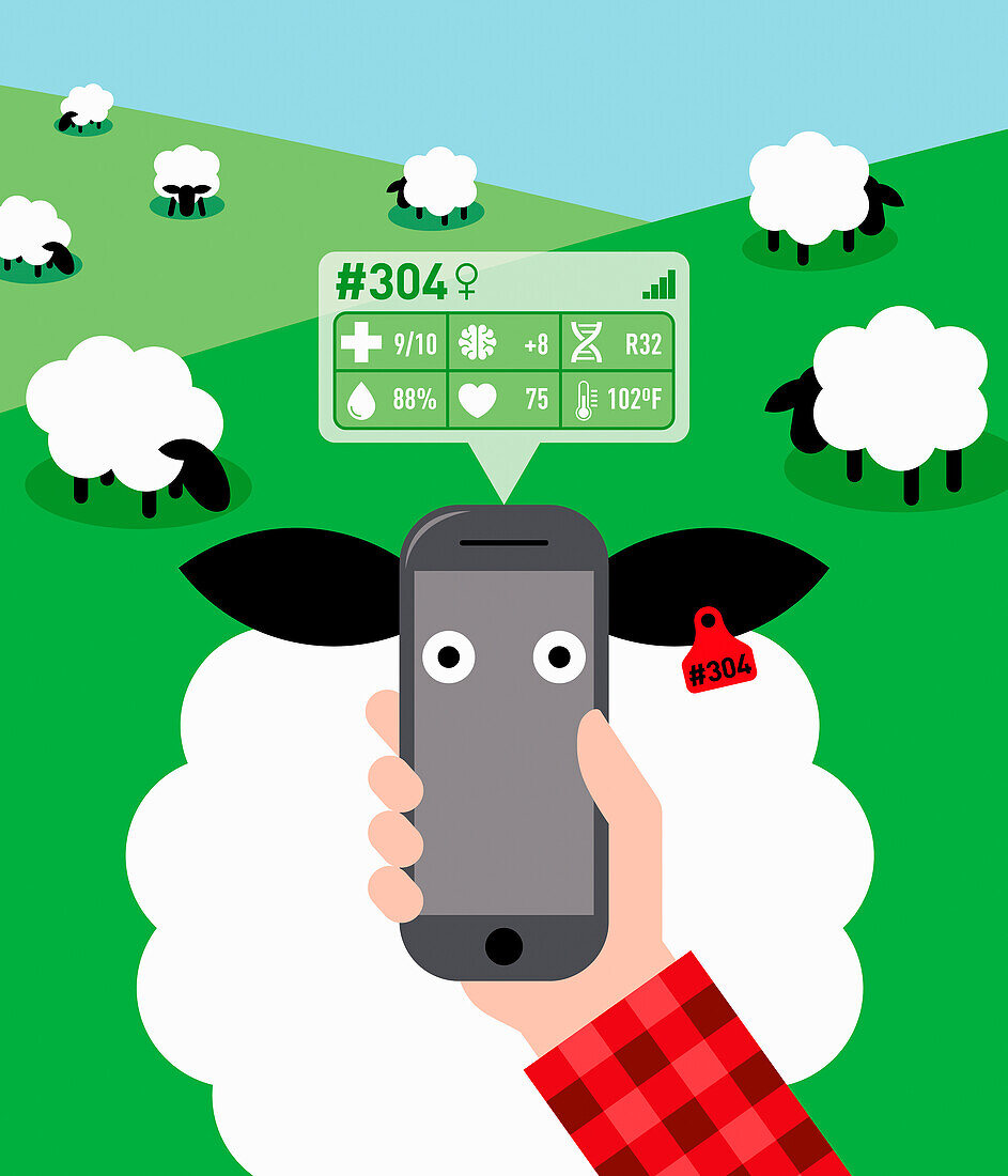 Using mobile phone to track livestock data, illustration