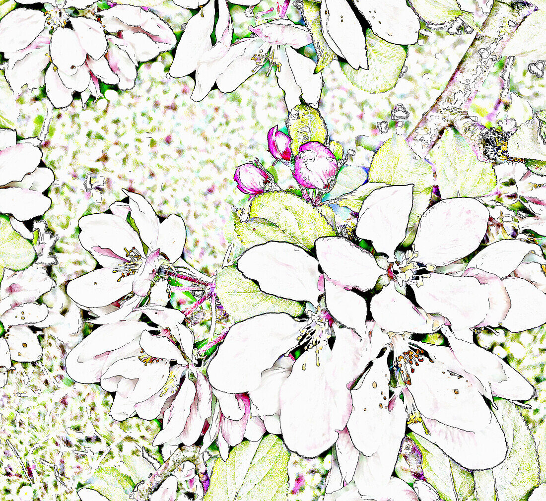 Apple blossom, illustration