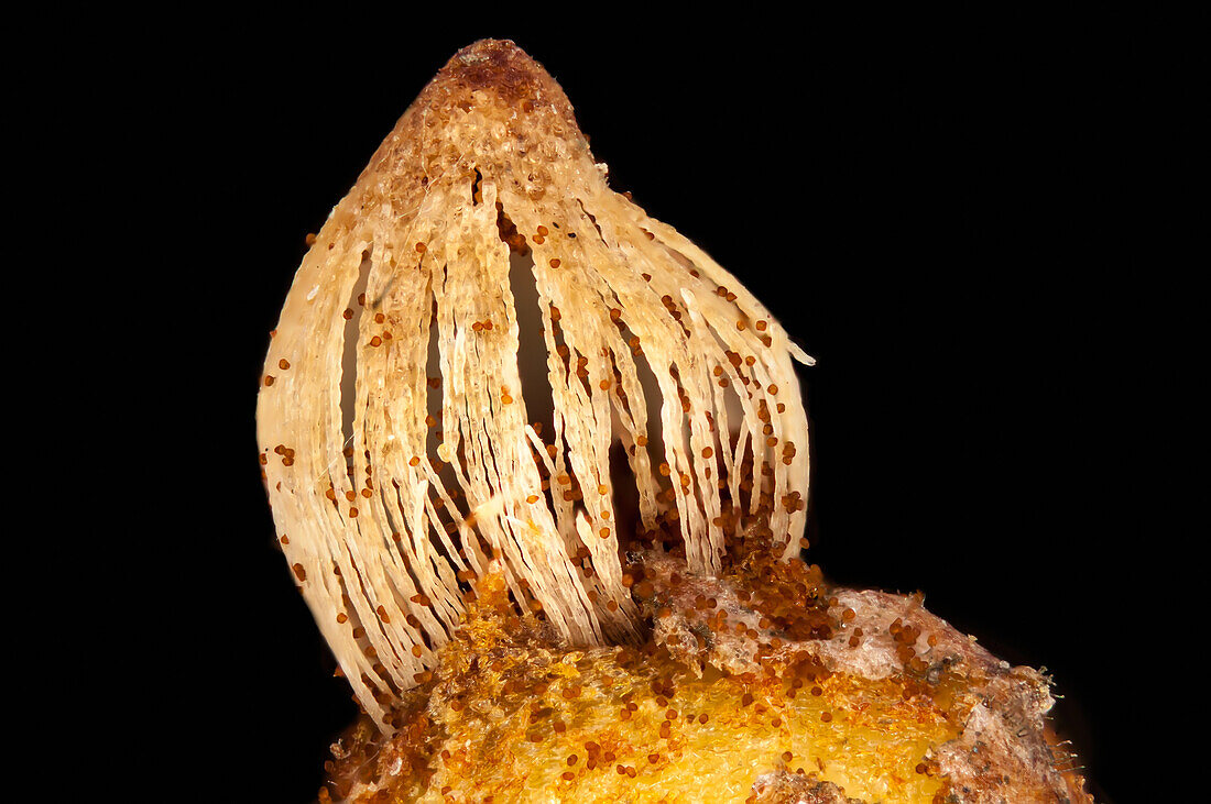 Pear rust fruiting body, light micrograph