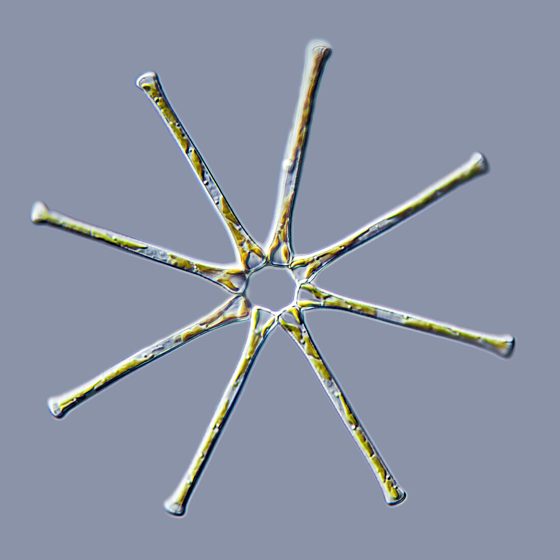 Diploneis freshwater diatom colony, light micrograph