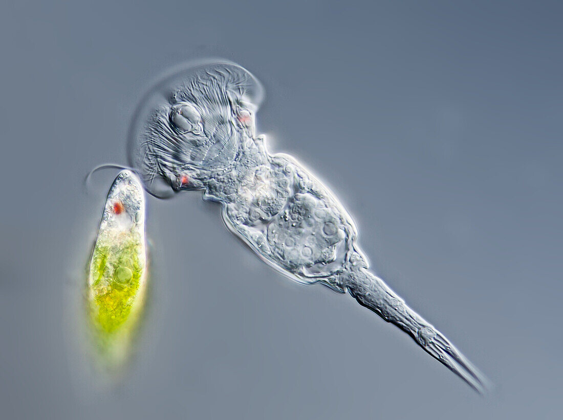 Squantinella rotifer, light micrograph