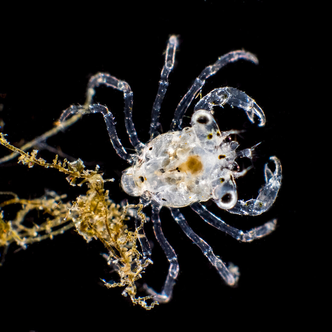 Crab megalops larva, light micrograph