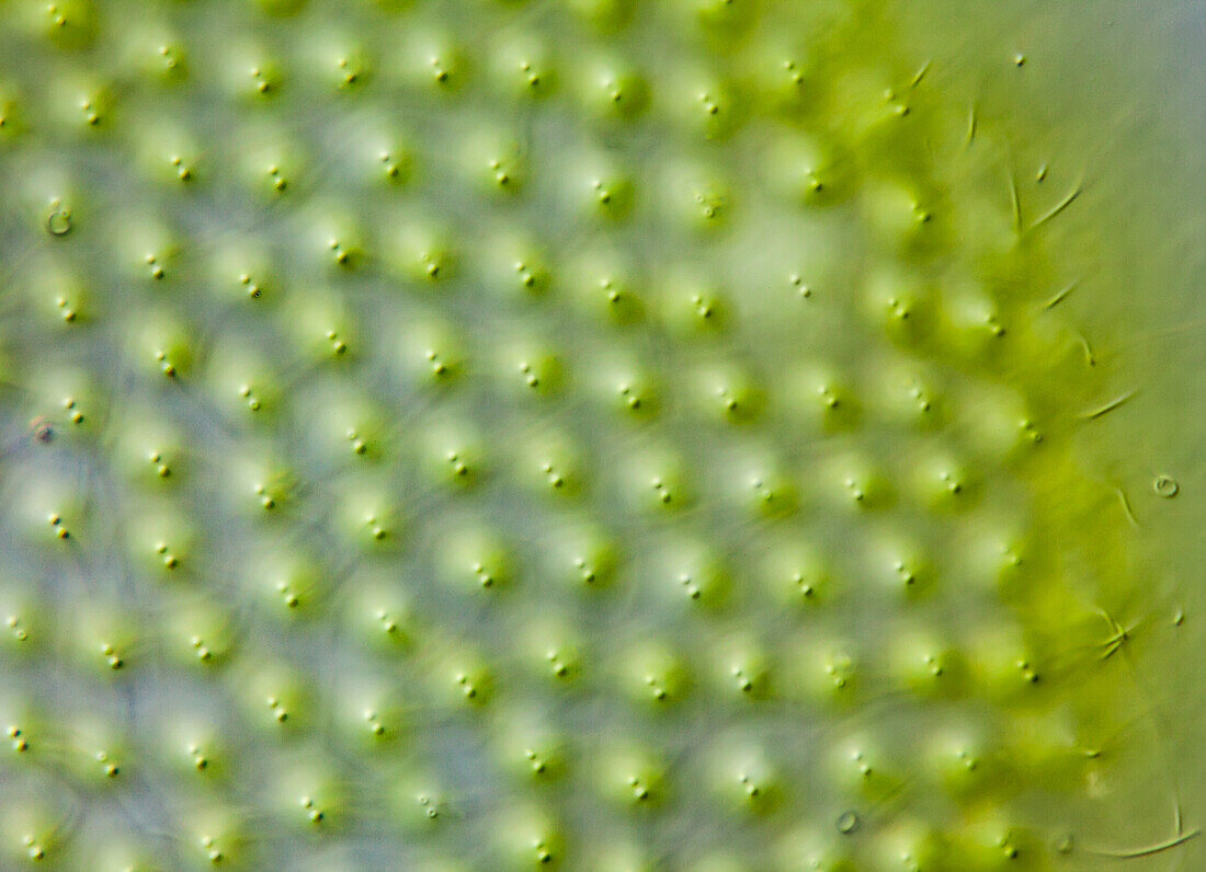 Volvox green alga colony, light micrograph