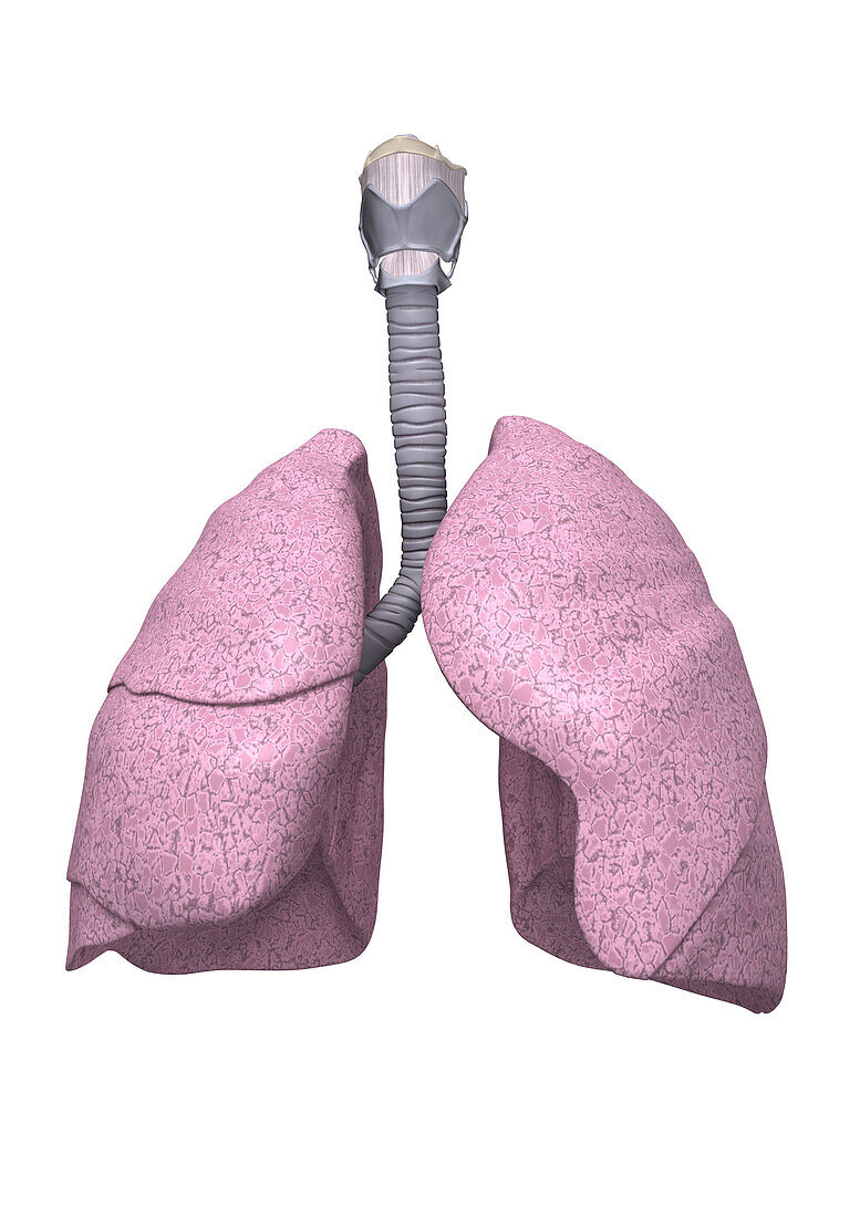 Human lung anatomy, illustration