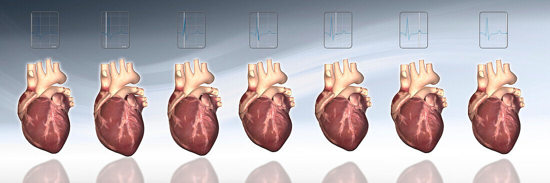 Heartbeat stages, illustration