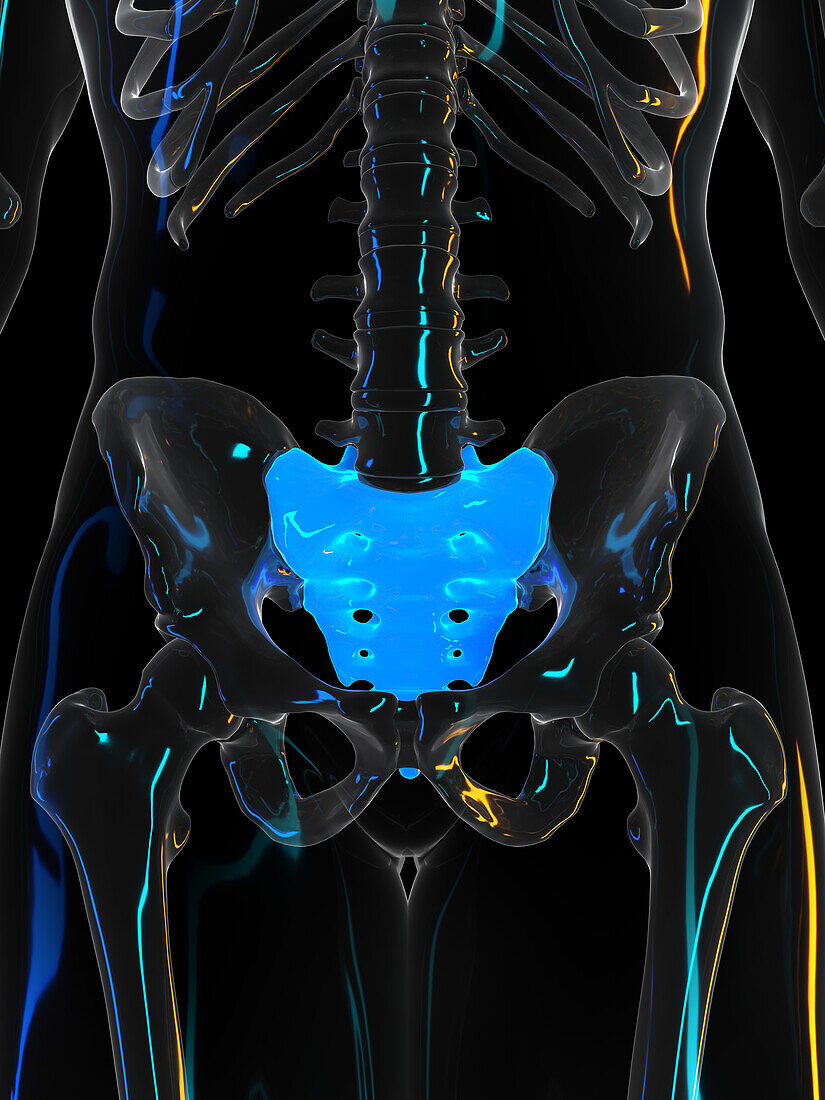 Sacrum, illustration