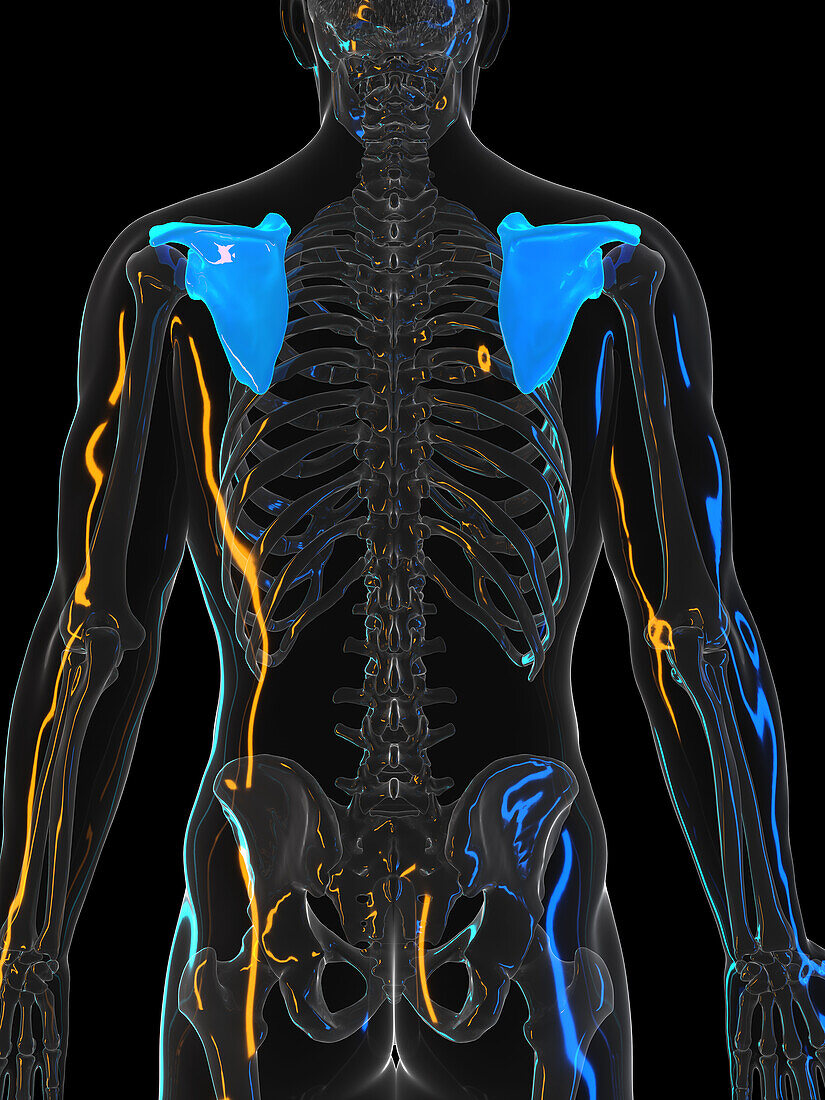 Scapula, illustration