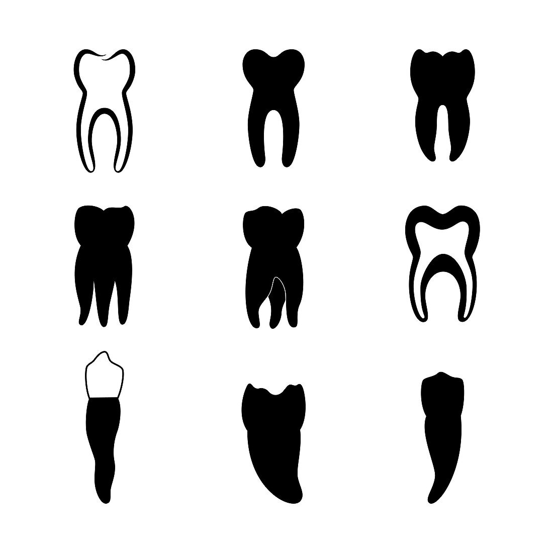Teeth, illustration
