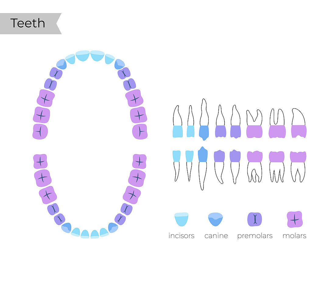 Human teeth types, illustration