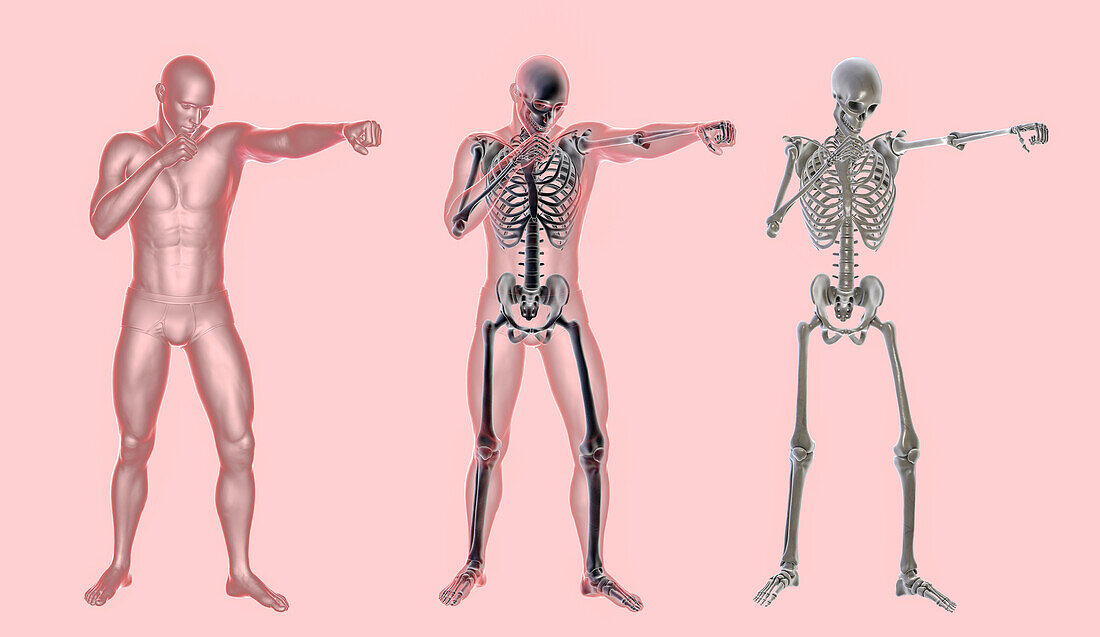 Anatomy of a boxer, illustration