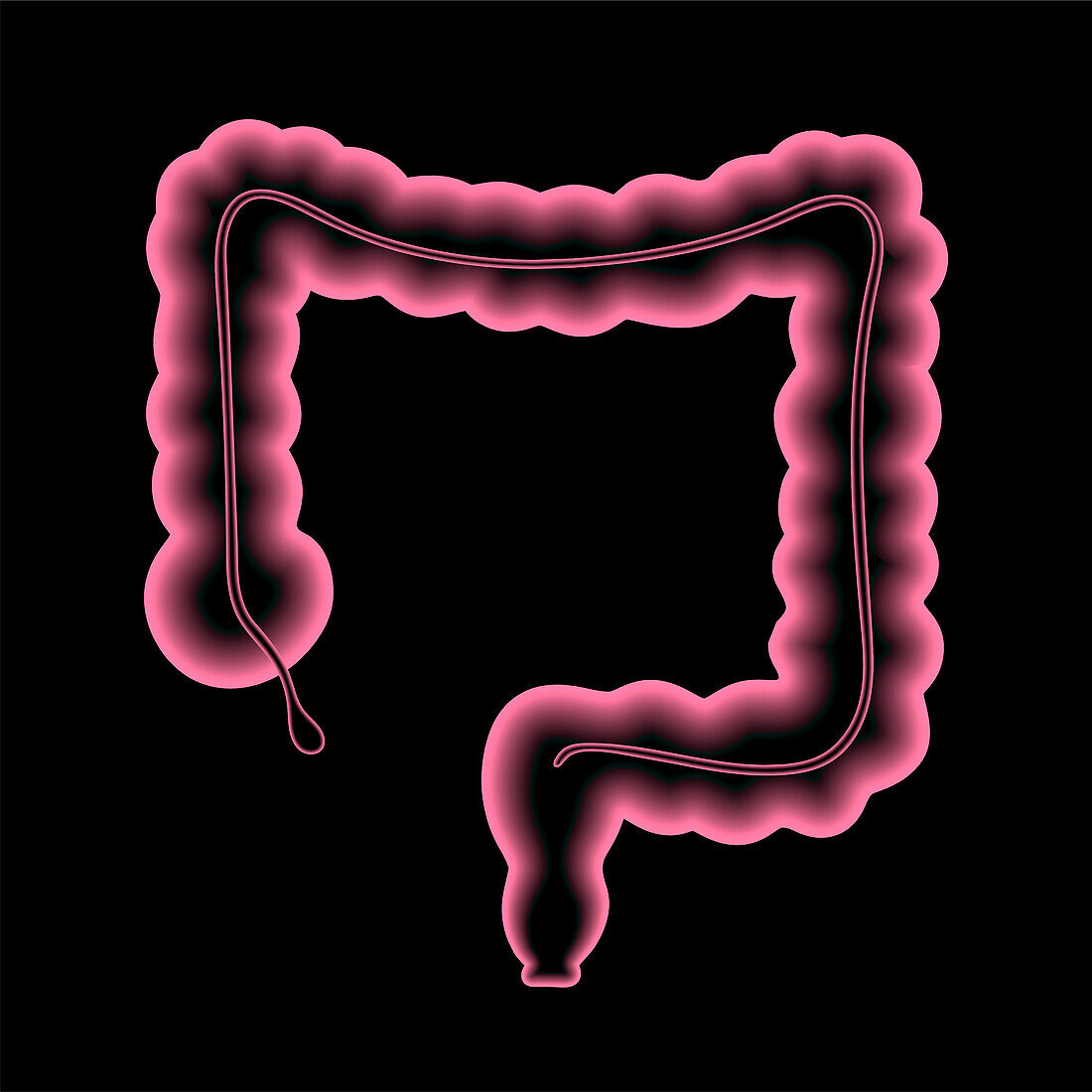 Human intestine, illustration
