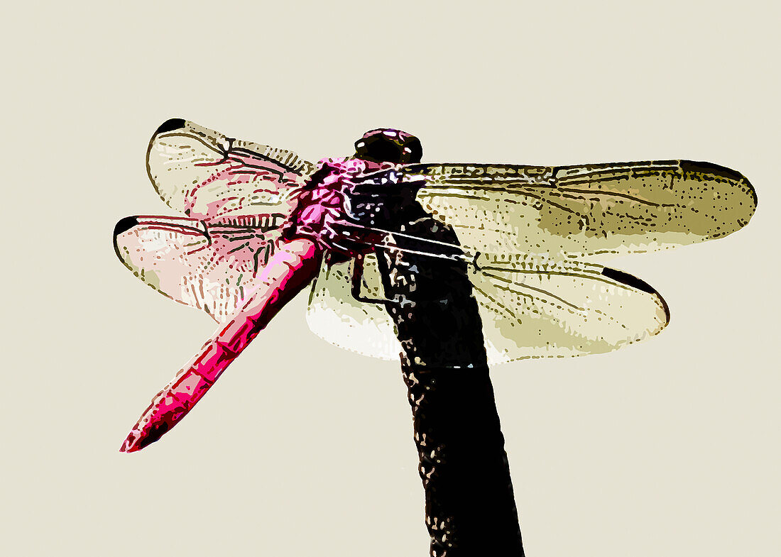 Male Rudy Darter dragonfly, illustration