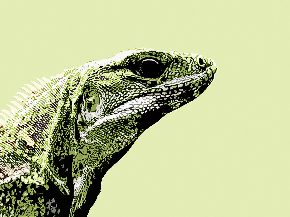 Iguana, illustration