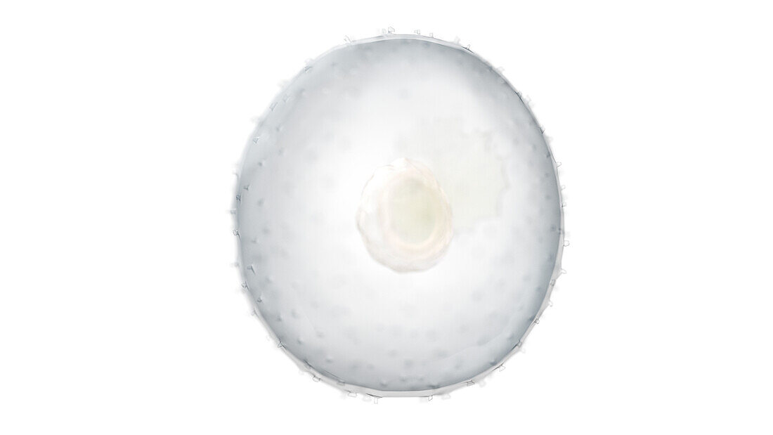 Human embryo at week 2, illustration
