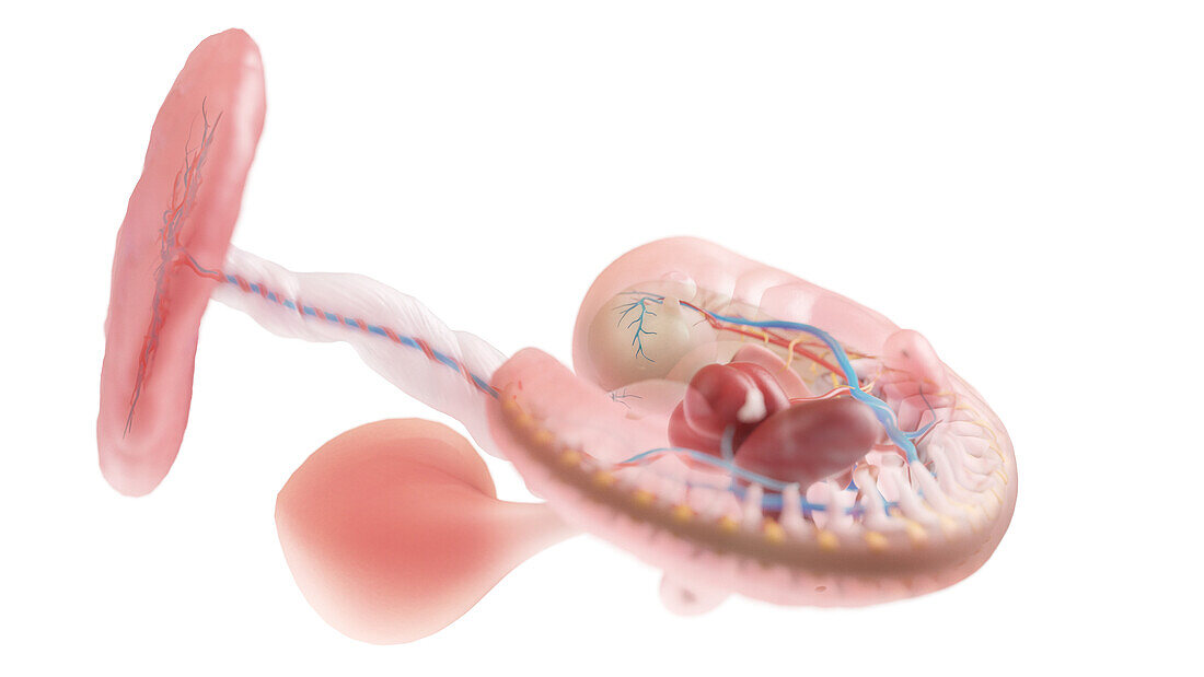 Human embryo anatomy at week 5, illustration