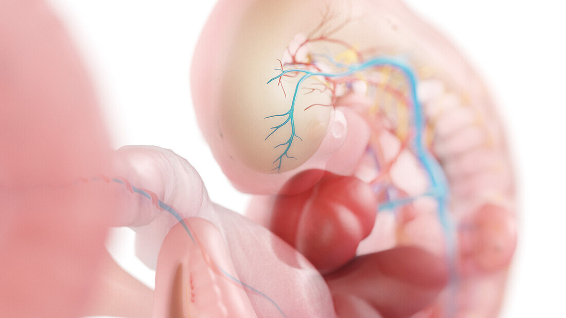 Human embryo anatomy at week 6, illustration