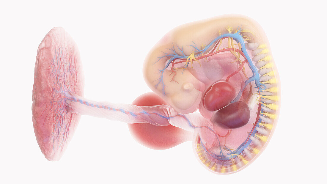 Human embryo anatomy at week 6, illustration