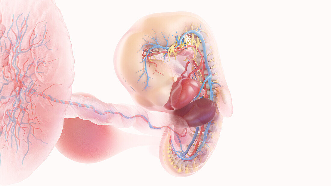 Human embryo anatomy at week 6, illustration