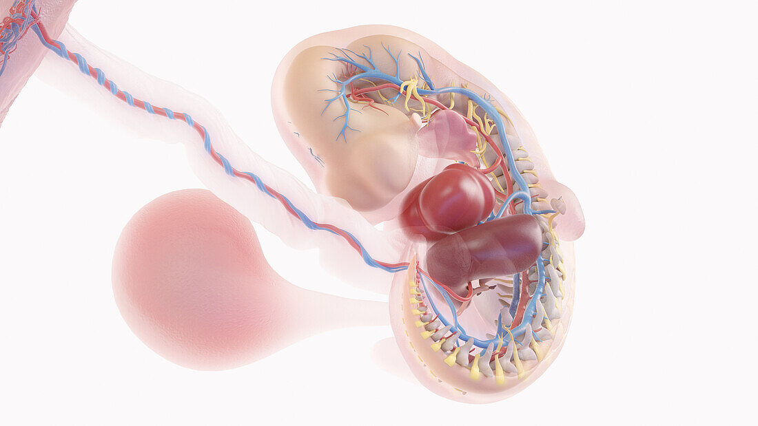 Human embryo anatomy at week 6, illustration