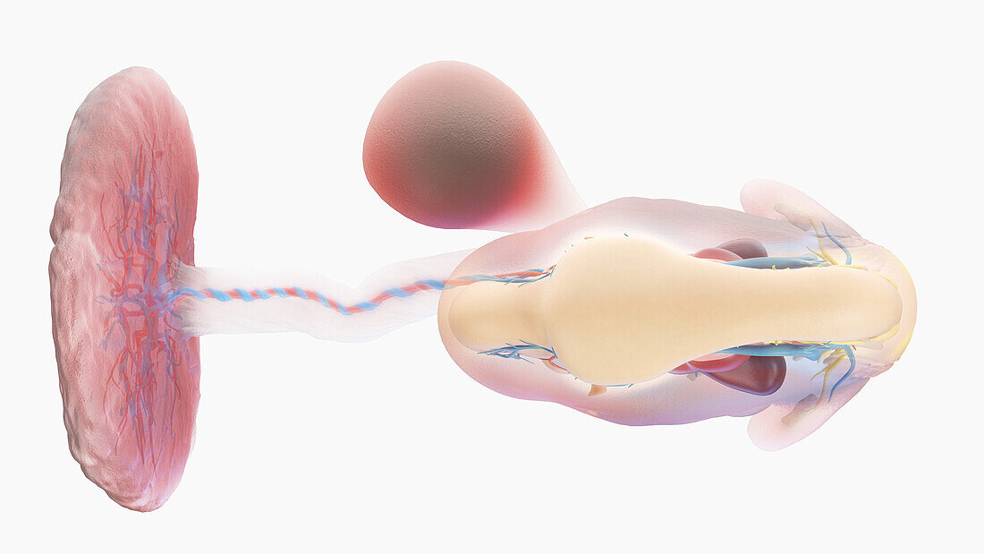 Human embryo anatomy at week 6, illustration