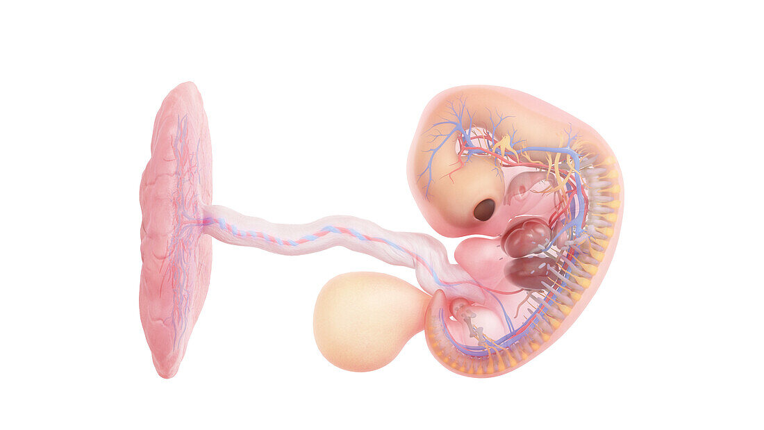 Human embryo anatomy at week 7, illustration