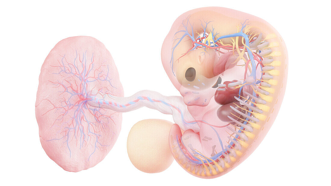 Human embryo anatomy at week 7, illustration