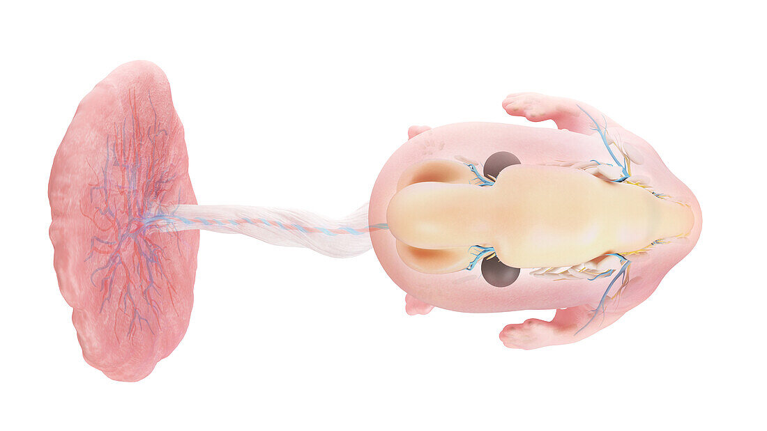 Human embryo anatomy at week 8, illustration