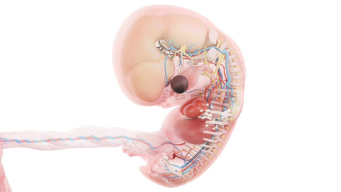 Human embryo anatomy at week 8, illustration