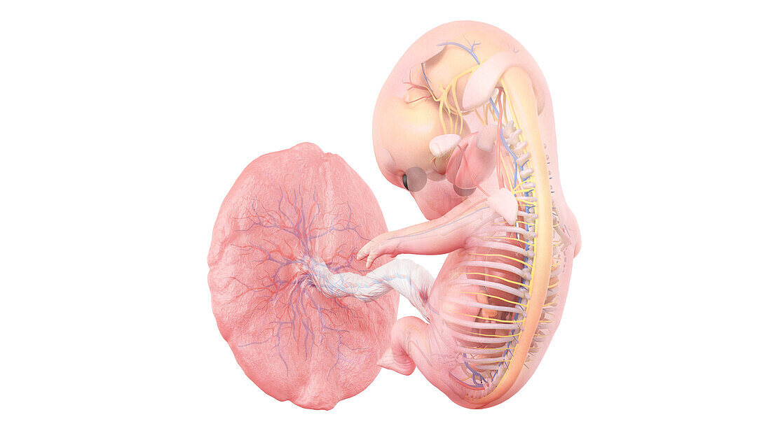 Human foetus anatomy at week 9, illustration