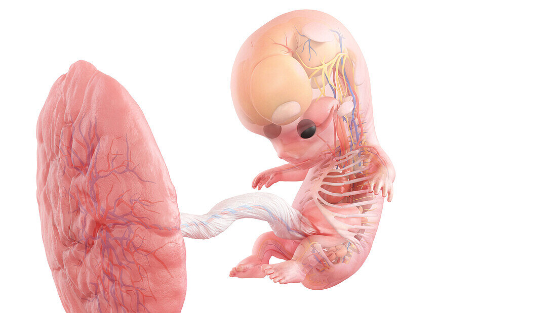 Human foetus anatomy at week 9, illustration